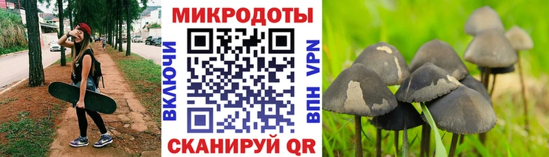 Псилоцибиновые грибы Psilocybe  купить   Заволжск 